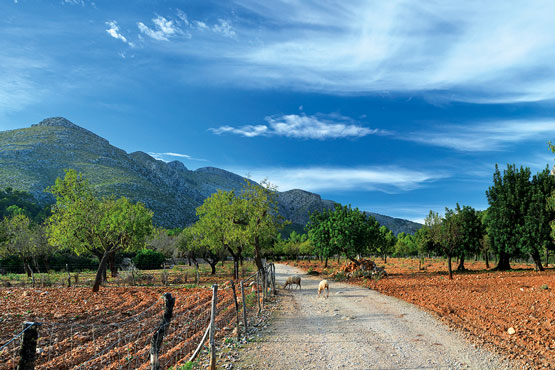 Sehenswürdigkeiten kultur mallorca finca galatzo